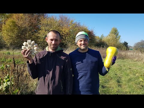 Видео: Сегодня черничный хутор похож на муравейник . Щуку удалось пожарить только в темноте .