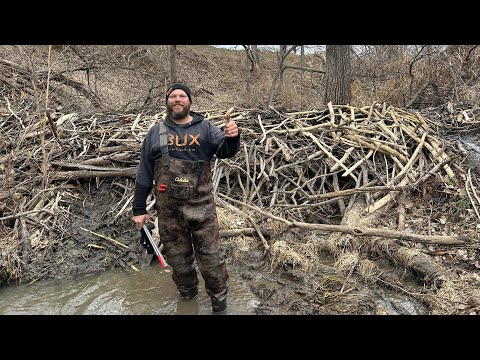 Видео: Этим бобрам нужно несколько раз звонить в DNR! Водопропускные трубы забиты, деревья повалены повс...