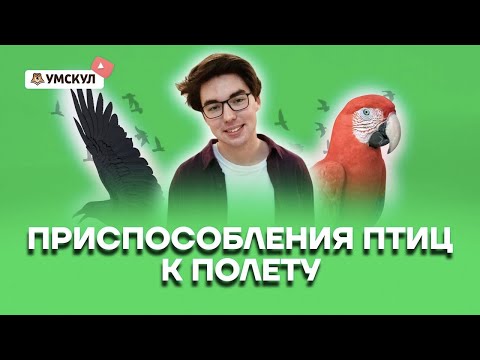 Видео: Приспособления птиц к полету | Биология ОГЭ 2022 | Умскул
