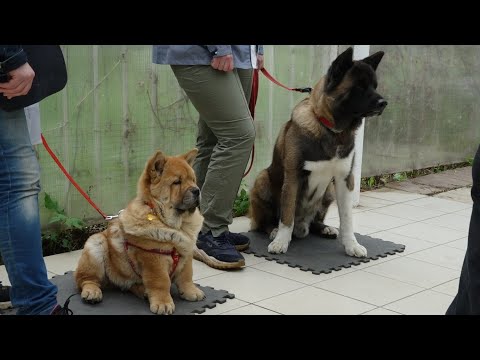 Видео: ДТ - 156. Вторая собака в семье - выстраивание отношений. акита и чау-чау.