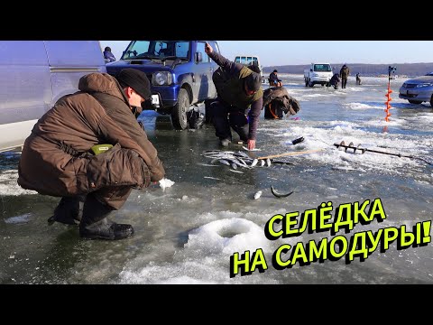 Видео: Зимняя рыбалка на селёдку | Клюёт шикарно!