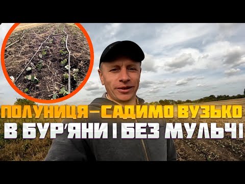 Видео: 🍓Посадили дуже вузько, в бур'яни і без мульчі. 3 сотки полуниці🍓Чому так? Що далі?