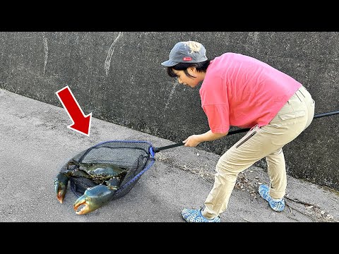 Видео: [Шокирующее видео] Необыкновенные гигантские грязевой краб!