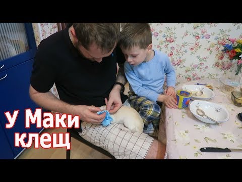 Видео: VLOG: Сезон клещей! / Бабушкины пирожки / Жизнь с родителями