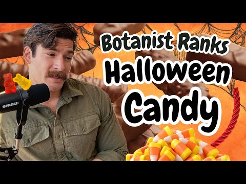 Видео: Ботаник занимает первое место в рейтинге Halloween Candy SpeedRun