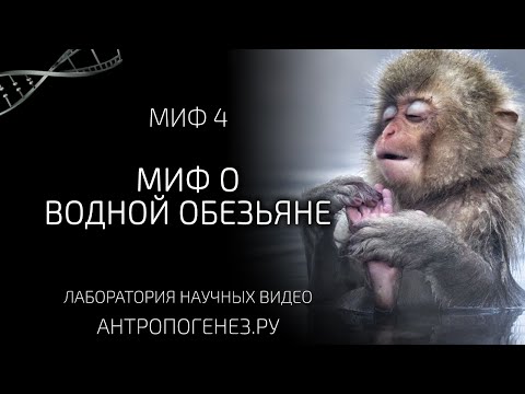 Видео: Миф о водной обезьяне. Мифы об эволюции человека