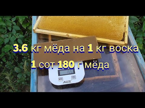Видео: Сколько воска в одном соте,  сколько пчелы затрачивают кормов на отстройку новых сот.