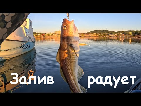 Видео: Морская рыбалка в Кольском заливе Баренцева моря / Sea fishing