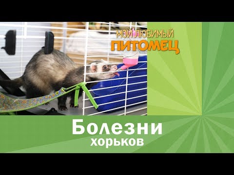 Видео: Болезни хорьков