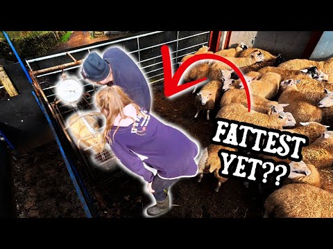 Видео: Весят ли ягнята? Нужен денежный поток!