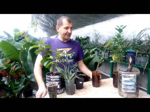 Видео: Уход за растениями зимой.