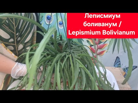 Видео: Пересадка и деление куста Леписмиума. Видео от 9июля 2025г.