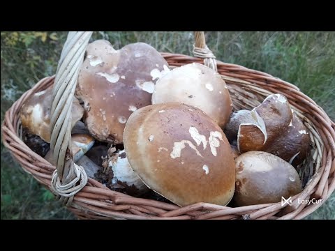 Видео: Білий Гриб  у  ,,Сплячку" не Лягає !!!  То й Часу  дід  Панас  не  Гає !!!