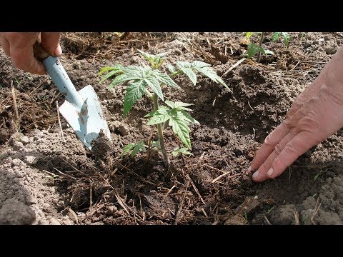 Видео: МАЛЕНЬКИЕ ХИТРОСТИ. КАК  ЛУЧШЕ ВЫСАЖИВАТЬ ТОМАТЫ В ОТКРЫТЫЙ ГРУНТ.