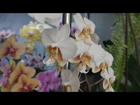 Видео: Интересные гибриды ОРХИДЕЙ,  особенности выращивания/ Стюартиана ПикоЧип, Тонка 7, Ред Лион