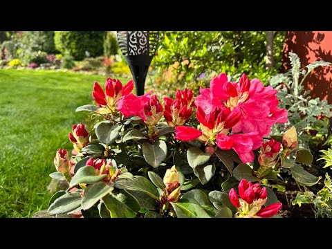 Видео: Какие растения пополнили мой сад + куда высадила 💐 Neue Pflanzen in meinem Garten