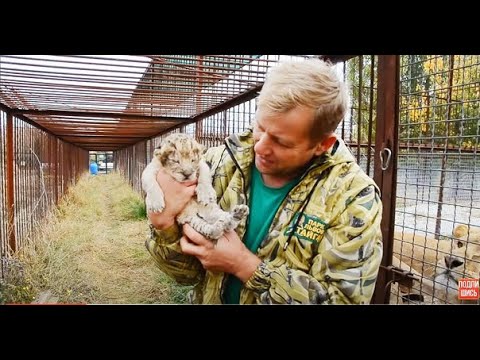 Видео: СПАСЕНИЕ  ЛЬВЕНКА !!! 23-летняя львица родила львенка в Саванне! Save the lion cub!