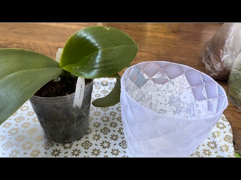 Видео: ПЕРЕСАДКА  ЗАГАДОЧНОЙ ОРХИДЕИ в СУПЕР ГОРШОК🌺🌸🌺