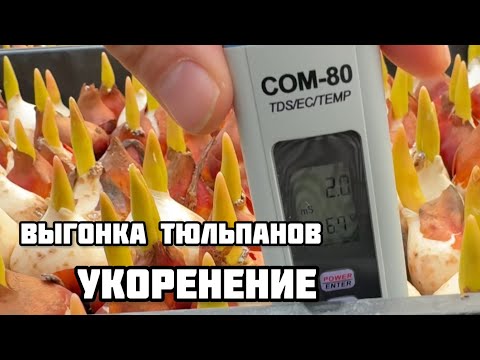 Видео: Выгонка тюльпанов. Укоренение #залуковицамитюльпановкомне
