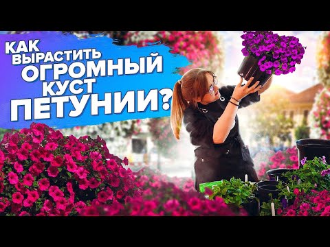 Видео: ВСЕ О ПЕТУНИЯХ. ПЕРЕСАДКА. ПЕРЕВАЛКА. ПОДКОРМКА