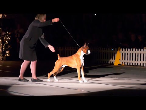 Видео: Порода боксер глазами американцев. Русский перевод.