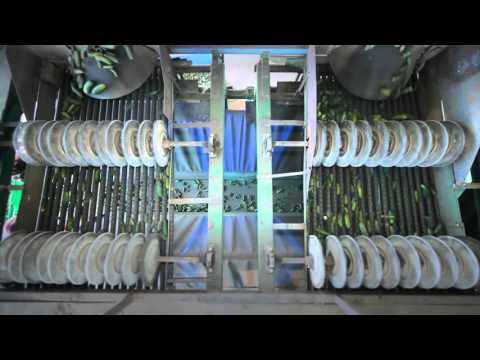 Видео: 6 соток - Производство маринованных огурцов