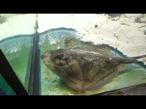 Видео: Има ли скатове в Черно море?