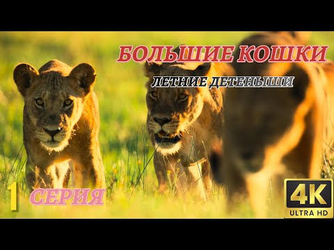 Видео: Мир Дикой Природы. Большие Кошки. Документальный Фильм 4K. 1 серия из 2