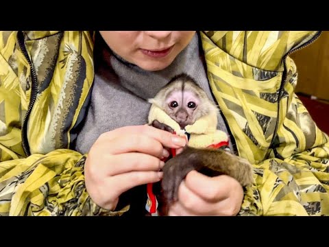 Видео: Анфиса и Финик ПРИНАРЯДИЛИСЬ и готовы к ПЕРЕЕЗДУ! 