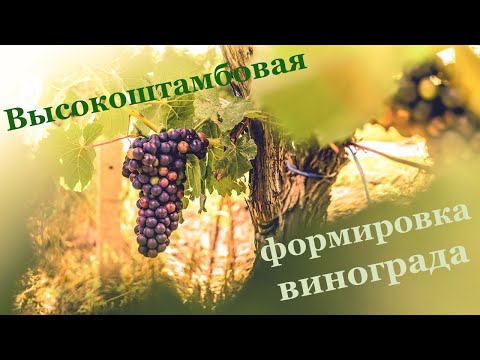Видео: Высокоштамбовая формировка винограда.