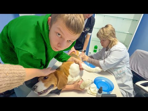 Видео: ШЕРЛОК ЗАБОЛЕЛ И ПОПАЛ В БОЛЬНИЦУ. БРОС ШОУ ПЕТ