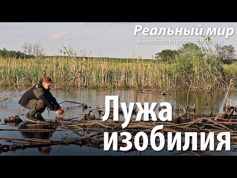 Видео: Лужа изобилия. Съёмка птиц на микро-водоёме. Журавли, аисты, лебеди, кулики и другие.