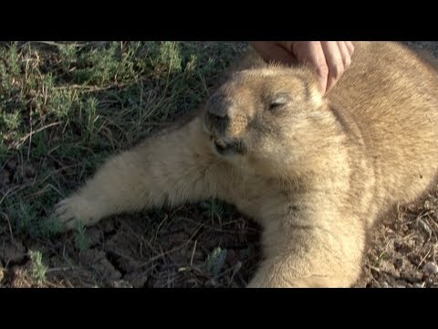 Видео: Охота на сурка. Оренбургская область