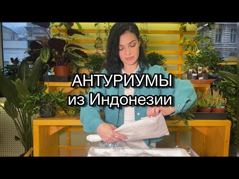Видео: Распаковка Антуриумов из Индонезии 🌱