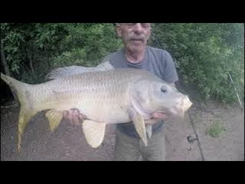 Видео: Рыбалка в Германии   Ловля крупного карпа  Поймал , ОТПУСТИ