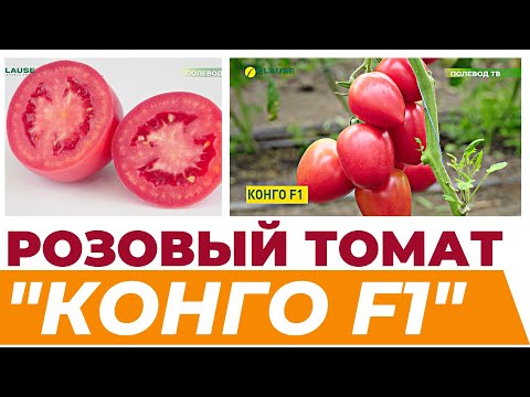 Видео: Обзор томата "Конго F1" #томаты #розовыетоматы #агробизнес #теплица #тепличныйбизнес