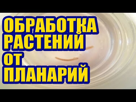 Видео: Как обработать Растения от Планарий. Бактодез против Паразитов в Аквариуме