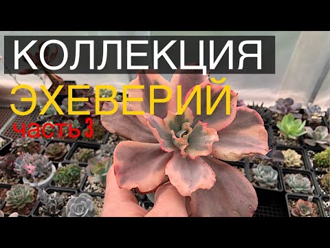 Видео: Коллекция эхеверий. Показываю самых любимых из эхеверий 💪🤗