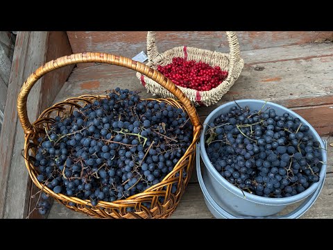 Видео: Виноград для начинающих. Часть 1