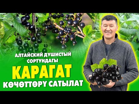 Видео: Түшүмү мол КАРАГАТ көчөттөрү сатылат ~ Сорту АЛТАЙСКИЙ ДУШИСТЫЙ