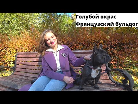 Видео: Ева.Французский Бульдог.Голубой Окрас.#kobzevbullz