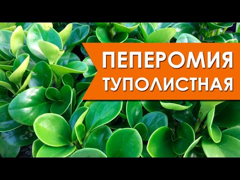 Видео: Пеперомия туполистная. Размножение черенками