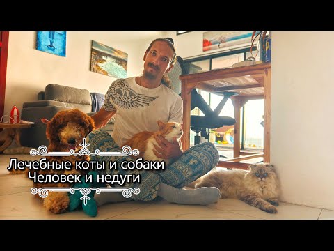 Видео: Домашние животные - лекари. Лечащие коты и собаки. 