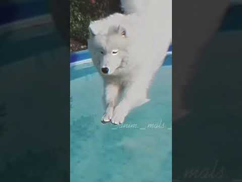 Видео: //топ 22 эдита с  собаками//5:35//Видео из тик тока// вырезала сама💜//