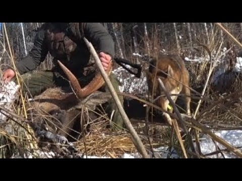 Видео: Охота на Коне с Лайками - 3 серия (добыча)