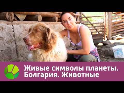 Видео: Болгария. Животные | Живые символы планеты | Живая Планета