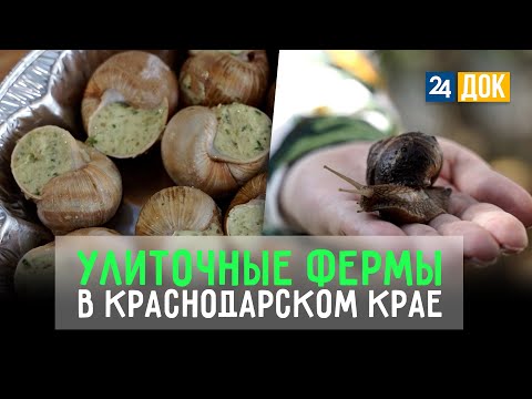 Видео: Виноградные улитки как деликатес: как устроены улиточные фермы на Кубани?