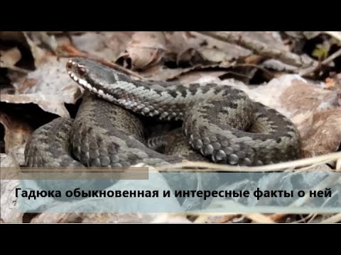 Видео: Обыкновенная гадюка и интересные факты о ней