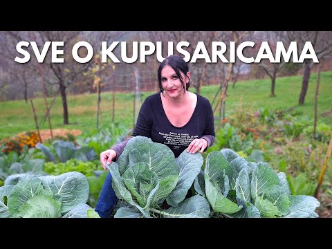 Видео: Руководство По Выращиванию КАПУСТНЫХ