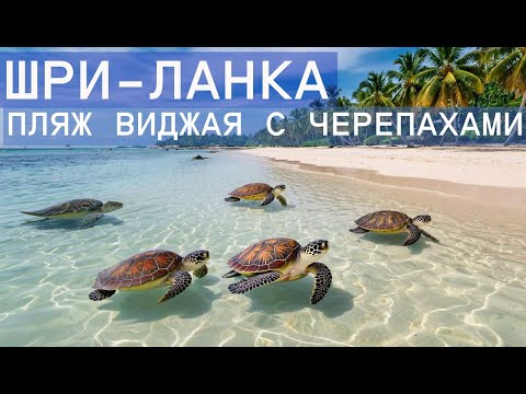 Видео: Тайны Черепашьего пляжа (Виджая) на Шри-Ланке — советы туристам